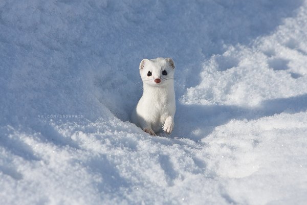 Горностай Сахалинский