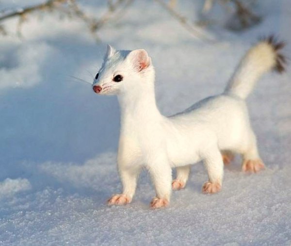 Ласка в тундре России