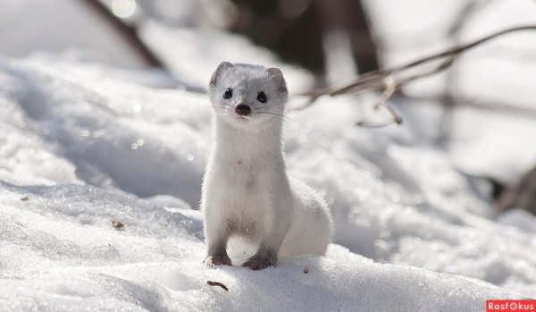 Ласка зимой