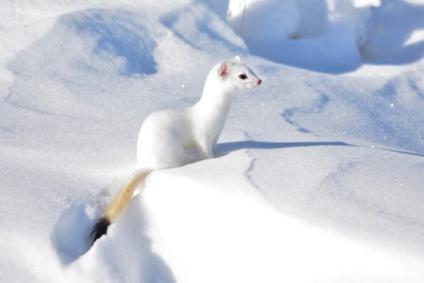 Горностай (Mustela erminea)