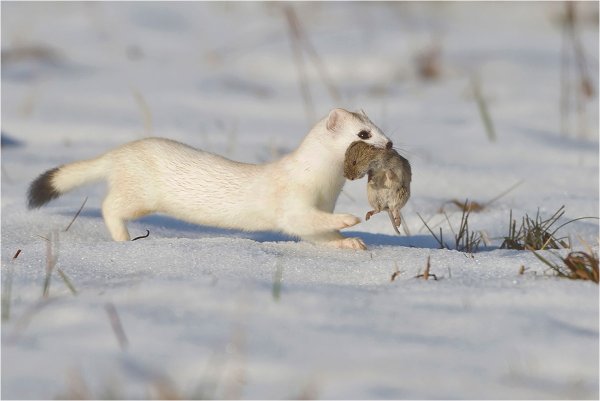 Горностай охотится