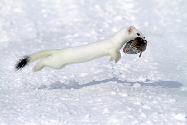 Горностай и куница