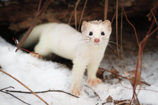 Горностай презентация