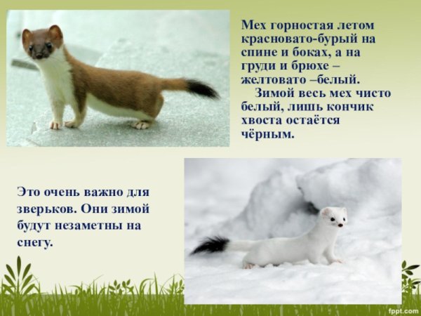 Солонгой Забайкальский