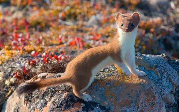 Горностай (Mustela erminea)