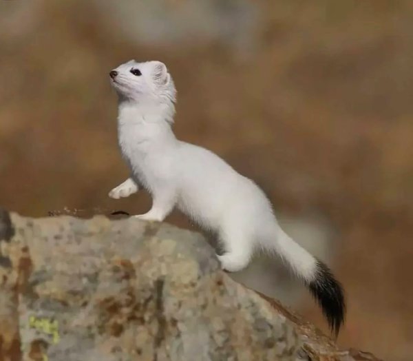 Горностай норка