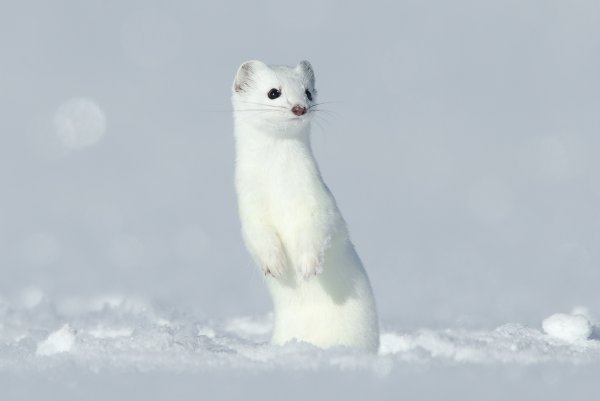 Остров Врангеля песец горностай