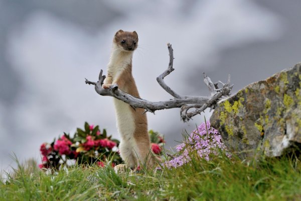 Животные сменяющие окраску