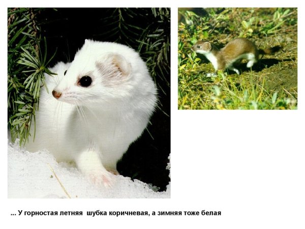 Лесная куница зимой