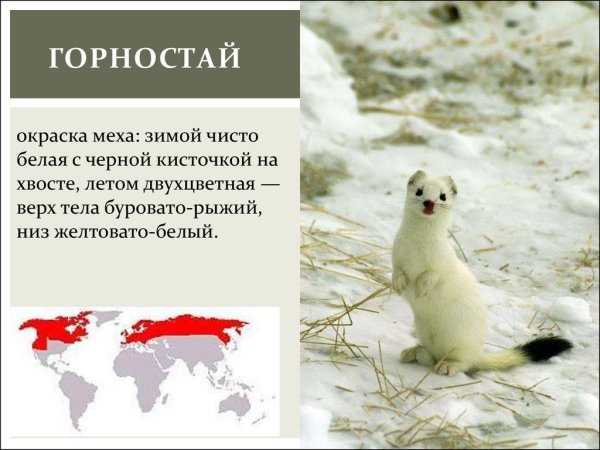 Горностай в тундре