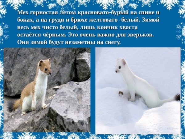 Горностай Северная Америка