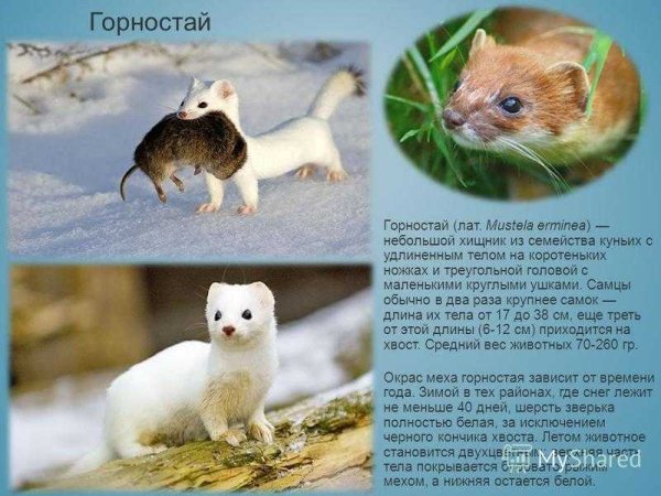 Песец и лемминг