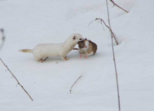 Горностай Арктический