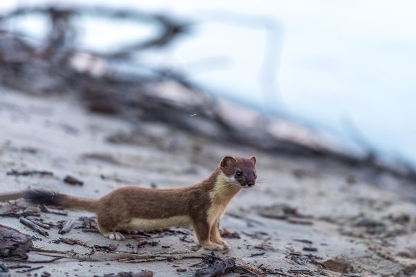 Рассказ о горностае