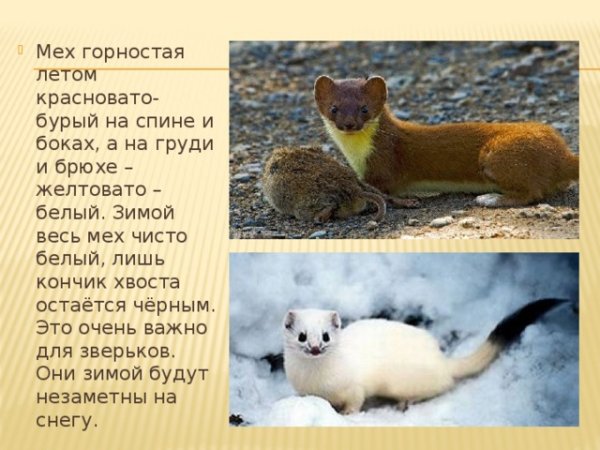 Сообщение о горностае