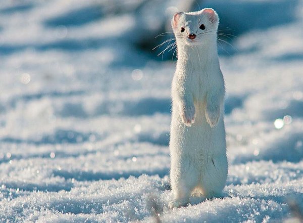 Животные тундры горностай