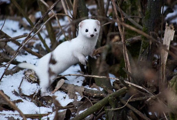 Ласка норка хорёк горностай
