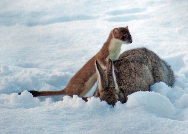Горностай место обитания