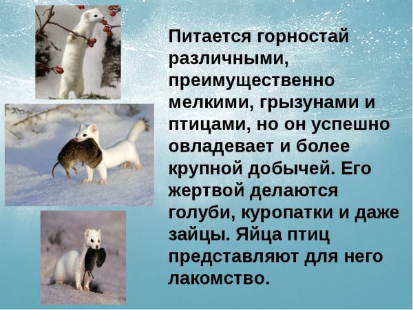 Куница ласка горностай