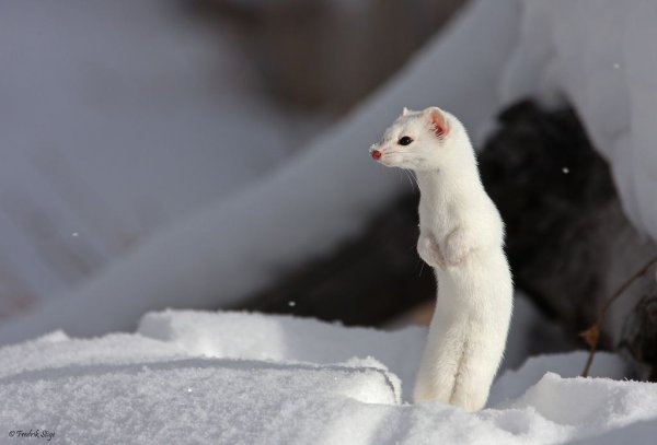 Олимпийский горностай