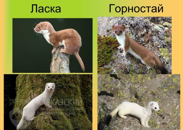 Ласка зверек на дереве