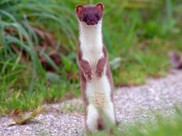 Горностай кавказский