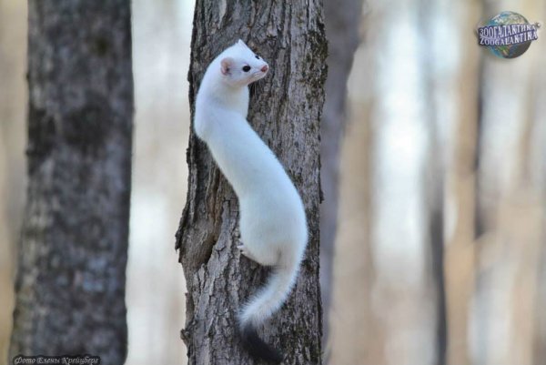 Зверек белый с черным хвостом