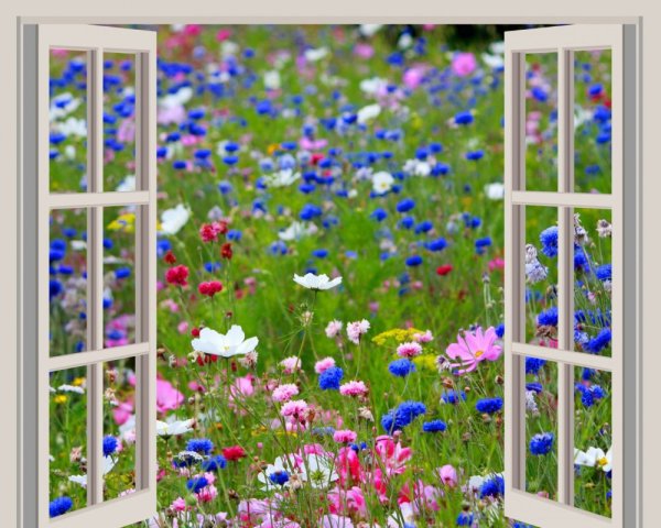 Окно в лето