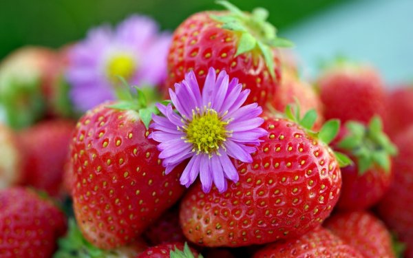 Космея поле