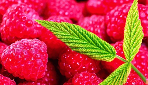 Лето вертикальные