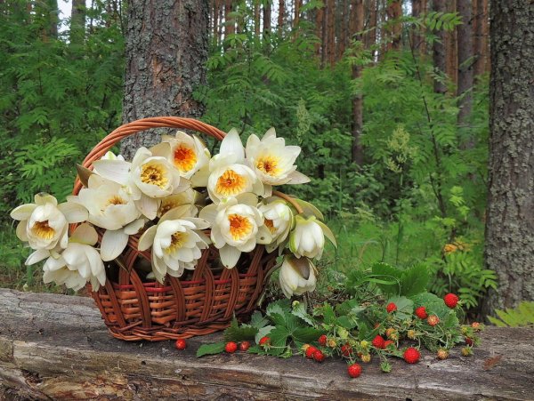 Лето возвращается