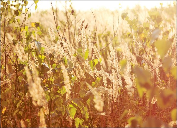 Лето уходит картинки