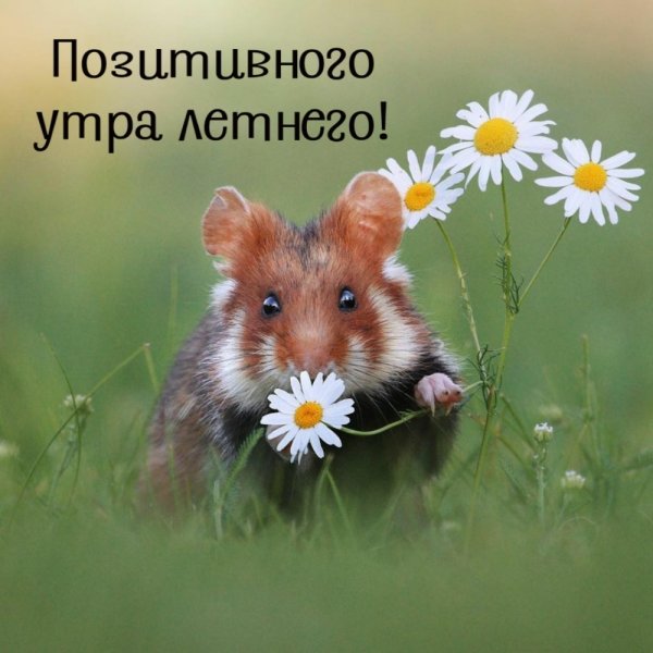 Хомяк радуется