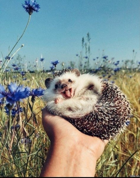 Котенок в ромашках