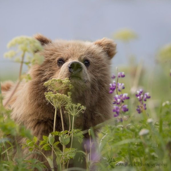 Собака в подсолнухах