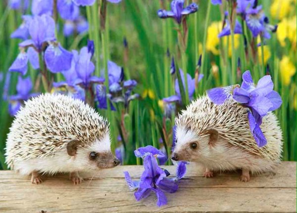 Доброе утро среда собаки