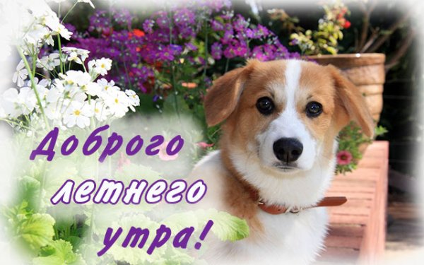 Солнечные собачки