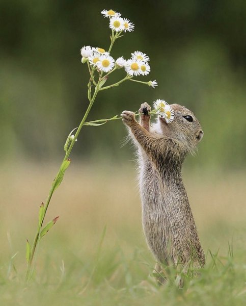 Милые животные на природе