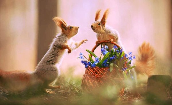 Кот и одуванчик