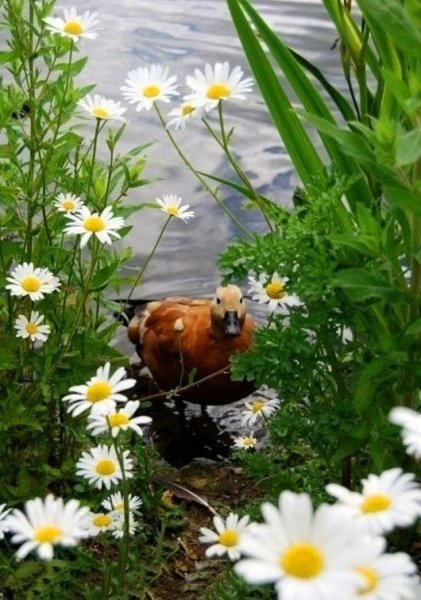 Котики лето