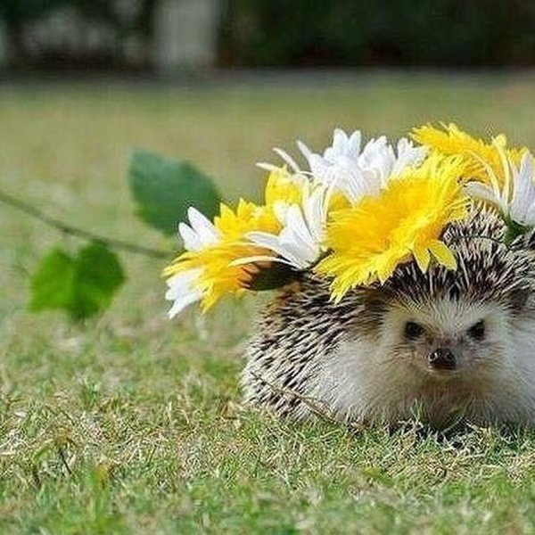 Кошка в ромашках