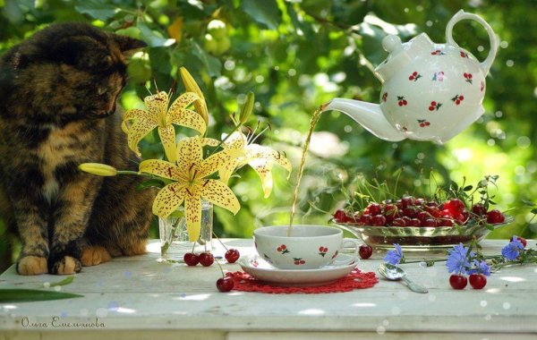 Собака лежит на траве