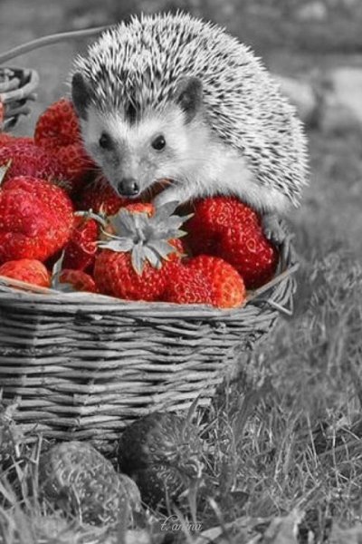 Добрые пожелания с животными