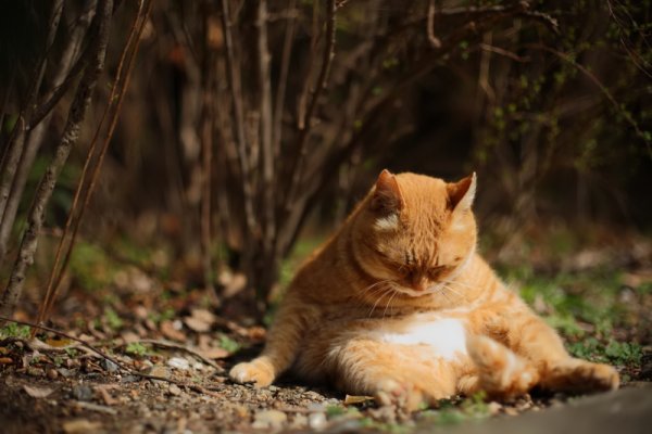 Шел третий день лета