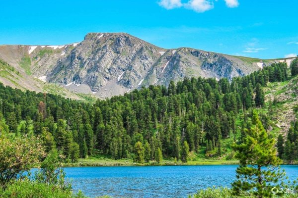 Белокуриха Алтай фауна