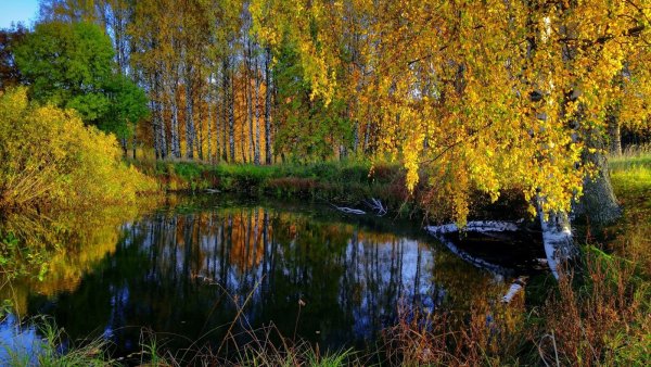 Осень береза у реки