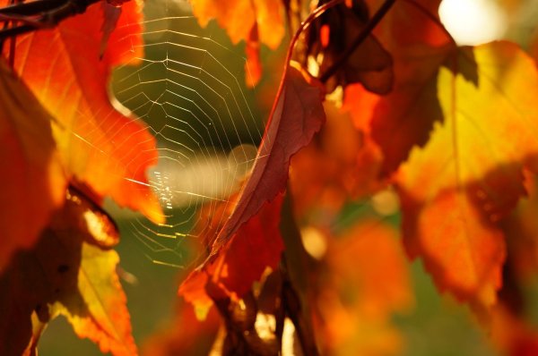 Осень бабье лето