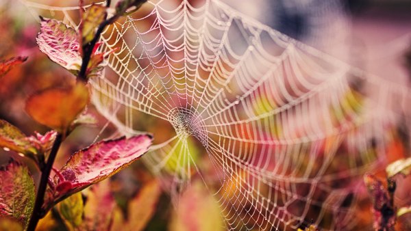 Осенняя паутина