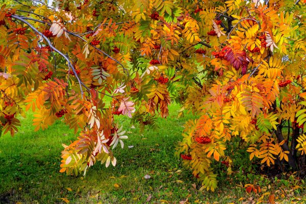 Сентябрь природа бабье лето