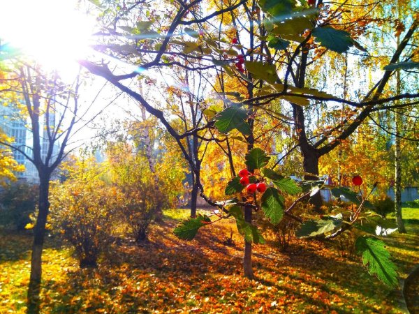 Кедрин бабье лето